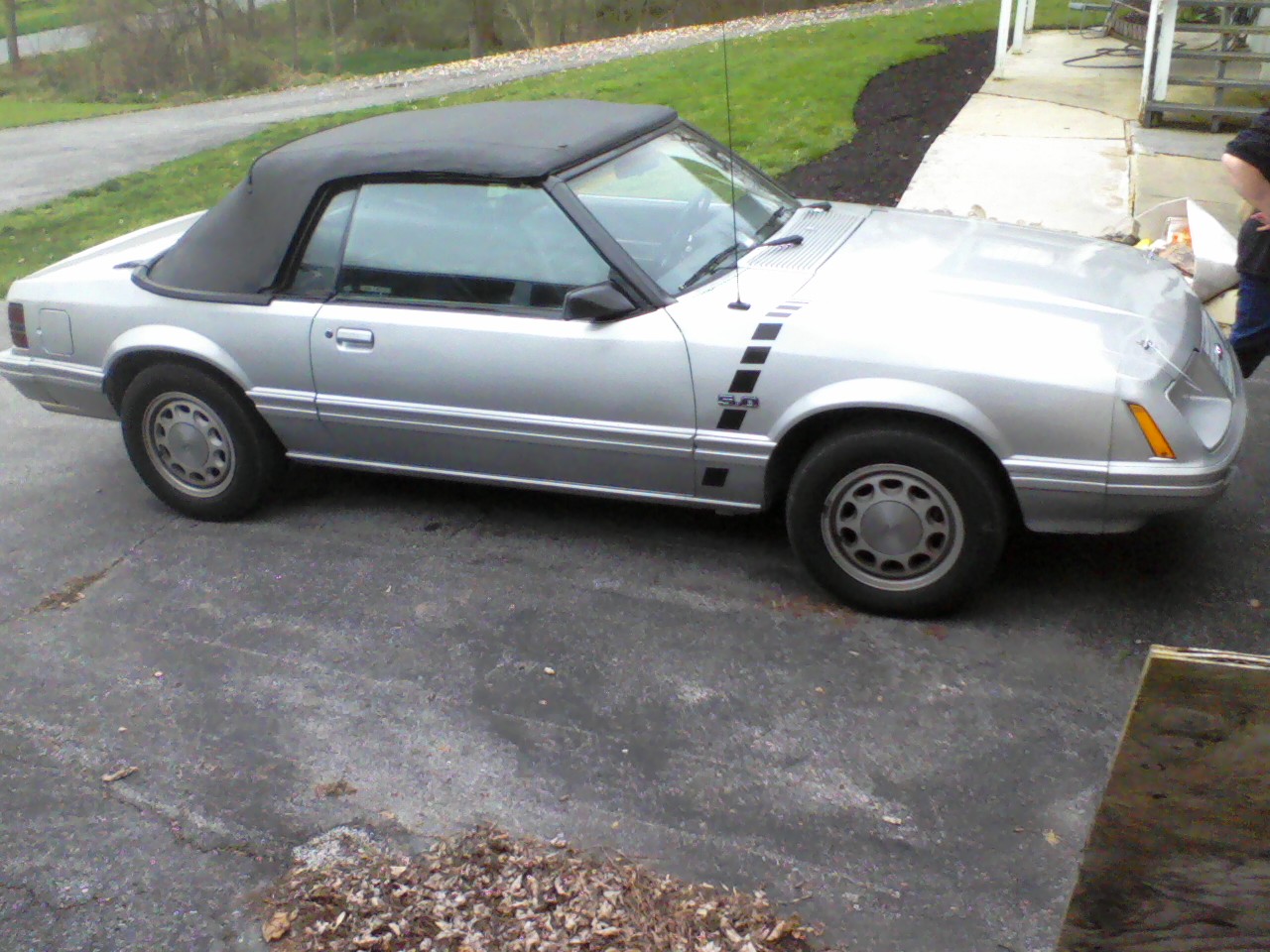 mustang2.jpg